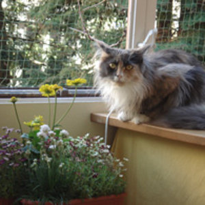 Orea auf Veranda kleinDSC00336