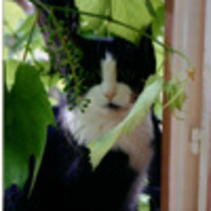 cesare f. katzenforum 3