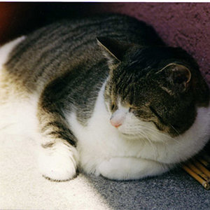 Fino mittlere Grösse 2 bearbeitet 1