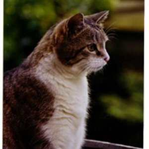 Fino mittlere Grösse 2 bearbeitet 2