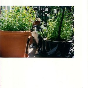 Cesare auf dem Balkon 2