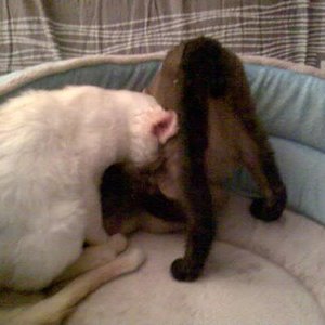 Helo übt Handstand, Apollo schaut zu