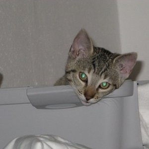 ihr müsst sie nur einmal mit meinen augen sehn, die absolute katze, ihr würdet mich verstehn...