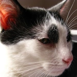 kein kater kann melancholischer schauen