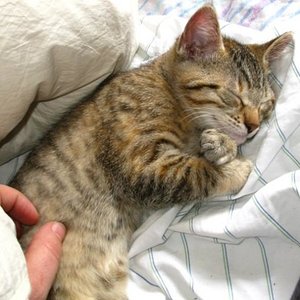 schnurrweltmeisterin