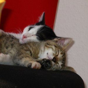 katzenliebe