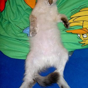 ... am liebsten pennt sie auf meinem Sofa und auf meinem Kissen !