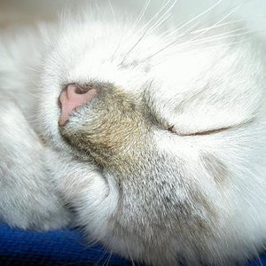 Lieblingsbeschäftigung von Pommes: Schlafen