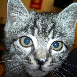 Daher der Ausdruck "Naschkatze" :-)