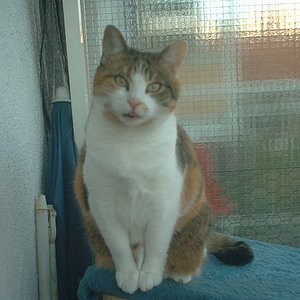 Auch wenn ich fotogen bin muß ich Frauchen mal schnell die Zunge rausstrecken ;-)