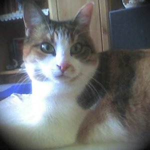 Was will Frauchen denn nun schon wieder?