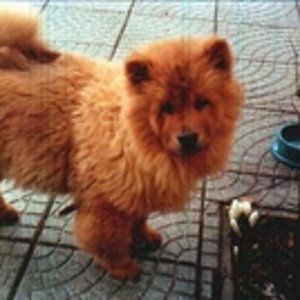 Mein bester Kumpel Pipo