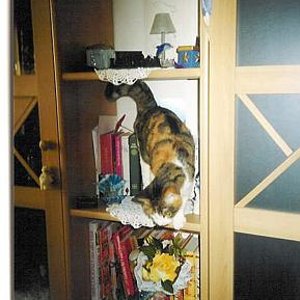 Ich  bin schon so ein wildes Wollbündel