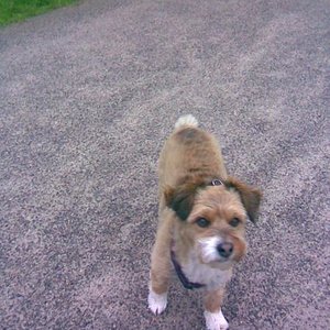 Wolli - draußen ist er in seinem Element