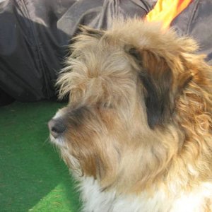 So sieht er im Moment aus - wie ein Wischmopp ;-)