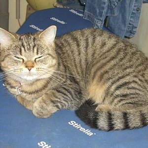 Das ist unser Mädchen  Emma sie ist jetzt 1.3 Jahre alt!!!!
Sie habe ich mit der Flasche aufgezogen !!!!
Hatte sie von so einem möchte gern Züchter das ich nicht lache!!!!
Hatte sie als reinrassige Maine Conn gekauft!!!!Ach gott was ich mit meinem Schatz schon alles erlebt habe!! :-(
War damals noch naiv (würde mir heu aber nicht mehr passieren)...
Hatte sie Im