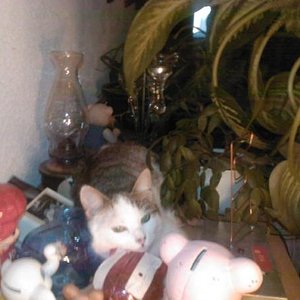 Komoden, ihr neuer Lieblingsplatz