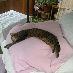 Beim Renovieren auf der zugedeckten Wäsche