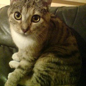 Ich hab mir nicht am Hintern geleckt, ehrlich!