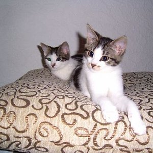 Lilli und Rieke ca. 14 Wochen alt