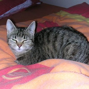 Meine Sternenkatze - die Mama meiner 4 Tiger