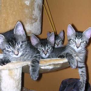 meine 4 Süßen zusammen in der Hängematte des Kratzbaumes