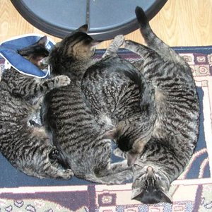 alle vier schlafen vor dem Ofen