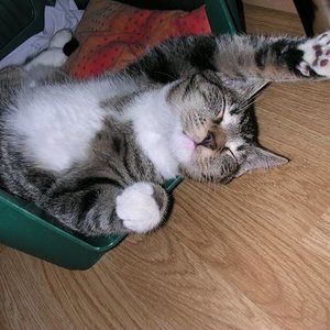 Weißfuß beim Pennen