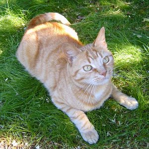 So ein bißchen Wiese im Garten ist schon toll.....