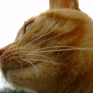 Sunny bei der Meditation