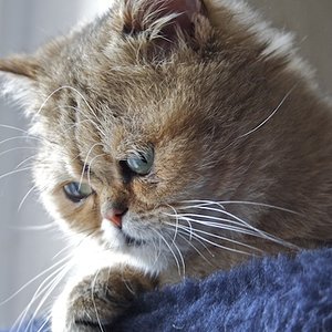 Garfield, der Träumer