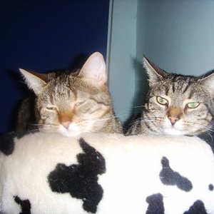 Dame Lisa und Herr micky1