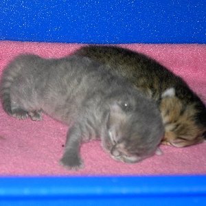 Tigerchen und Silberchen im Alter von 2 Wochen einträchtig schlafend