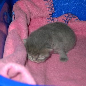 Das ist Silberchen im Alter von 2 Wochen