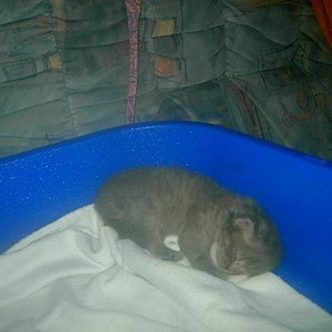 Hier ist Silberchen jetzt mit 3 Wochen