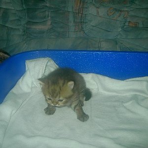 Hier ist Tigerchen mit 3 Wochen