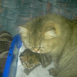 Hier versucht Tigerchen der "Putzattacke" seiner Mama zu entgehen.