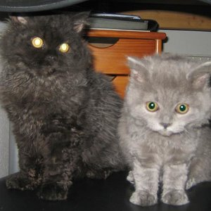 die zwei Mäuse mit 20 Wochen