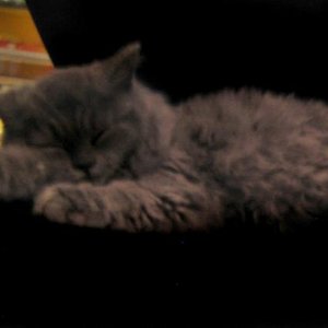 18 Wochen, Bolle, 1,5 kilo