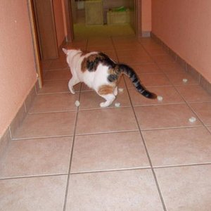 1a Katzenspielzeug...bei Ebay im praktischen 20.000er Vorratspack