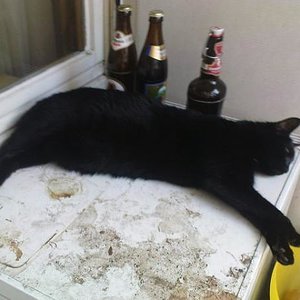 Tippe beim Mittagsschlaf