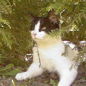 Hier ist Kitty ca.1 Jahr alt.