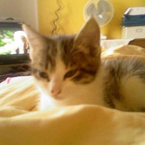 Susi genau wie ihre Mutter Kitty