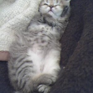 Hach, wie entspannend es doch auf dieser schönen, weichen Decke ist! Viieeel besser als in der doofen Wurfkiste! Schließlich bin ich jetzt dreieinhalb Wochen alt und kann schon ganz gut ausbüchsen.