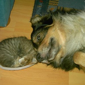Benny passt Buddy auf unseren jüngsten Kater auf, der damals gerade 6 Wochen alt war und am liebsten in einer kleinen Plastikschüssel schlief