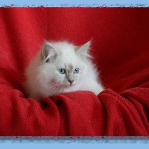 lilactabby 20081226 1