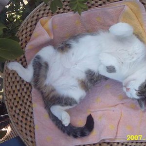 Größenänderung IMG 0008