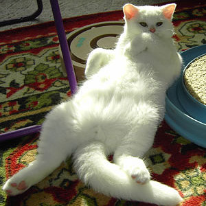 Das ist Elton´s Landebahn.