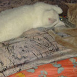 Aber auch das ist scheinbar Entspannung pur. Neben Elton ist Angelina. Von beiden erhoffe ich mir dieses Jahr Nachwuchs.