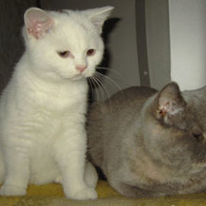 Das sind Elton und Alice.
Unsere Alice habe ich mit der Hand aufgezogen. Sie wog nur 82g, und ist nun unser Energiebündel. Alice ( Elli ) ist immer für ein Spielchen zu haben.